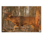 Birchwood Casey EZE-Scorer Whitetail Deer 23"x35" - 2 Targets