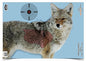 Birchwood Casey Pregame Splatter Coyote 16.50"x24" - 3 Targets